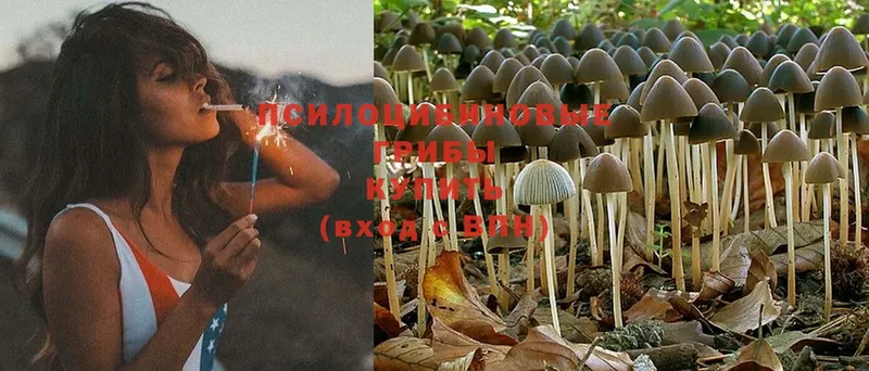 Галлюциногенные грибы Psilocybe  Людиново 